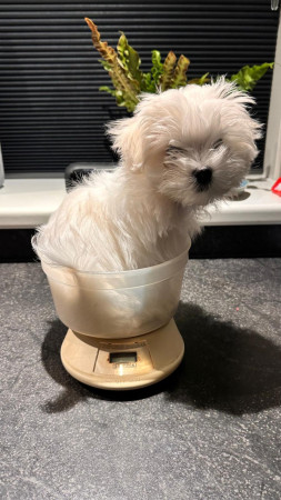 2-10-25 Graham gewogen toch een beetje gegroeid